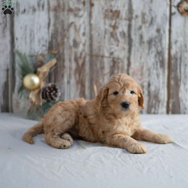 Gilmore, Mini Goldendoodle Puppy